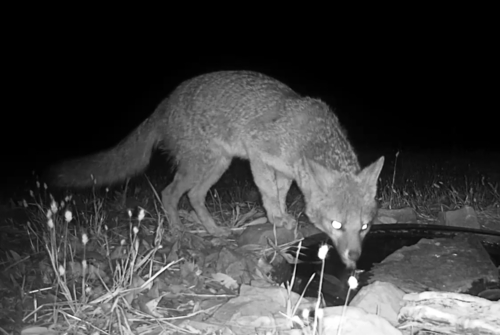 Gray Fox