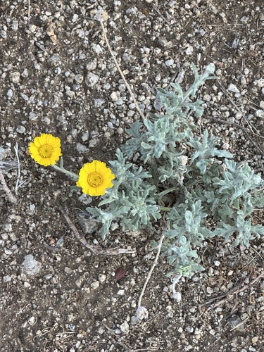 Desert Marigold