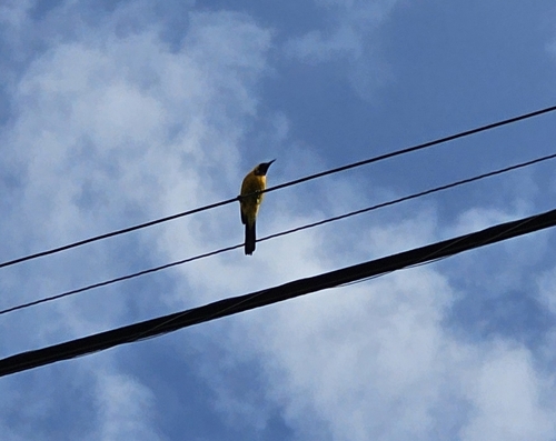 Hooded Oriole