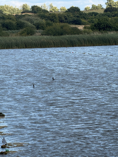 iNaturalist image