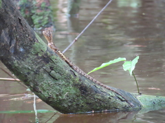 Uranoscodon superciliosus