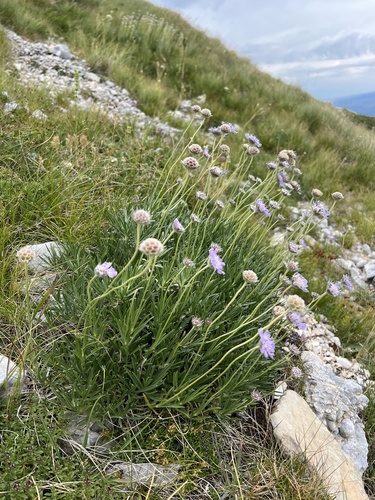 Lomelosia graminifolia, photograph 3