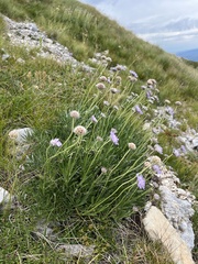 Lomelosia graminifolia, photograph author not stated, no rights reserved