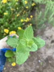 Erythranthe floribunda