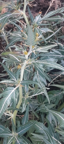 spiny cocklebur