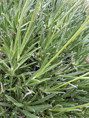 Lomelosia graminifolia, photograph 4