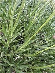 Lomelosia graminifolia, photograph author not stated, no rights reserved
