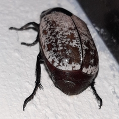 Callistethus cupricollis