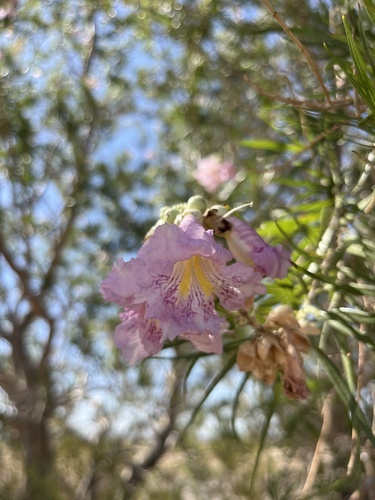 desert willow