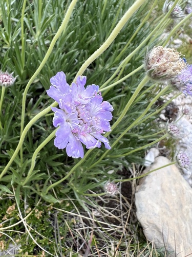 Lomelosia graminifolia, photograph 5
