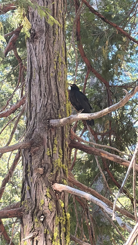 iNaturalist observation photo of Common Raven