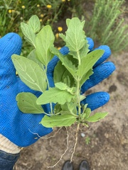 Erythranthe floribunda