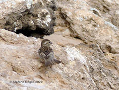 Passer domesticus