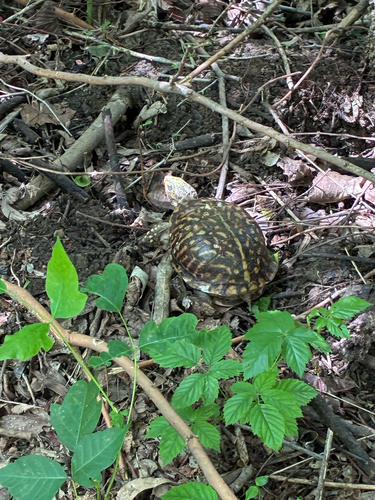 Ornate Box Turtle