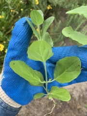 Erythranthe floribunda