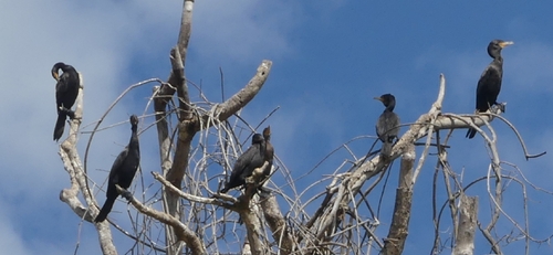 cormorano neotropicale