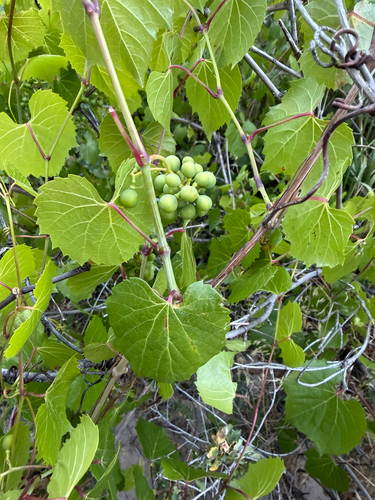 canyon wild grape