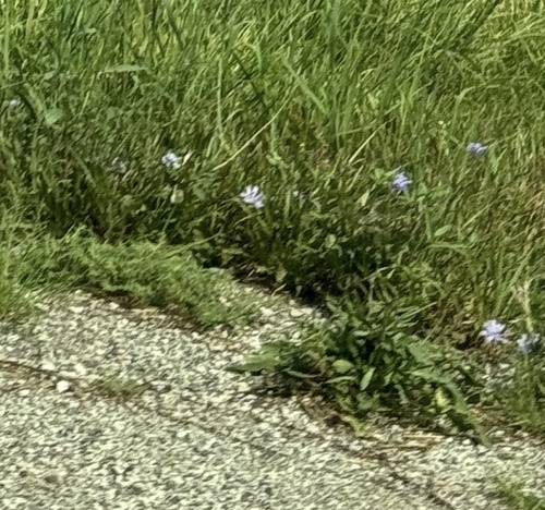 chicory