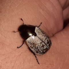 Callistethus cupricollis