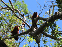 Alouatta macconnelli