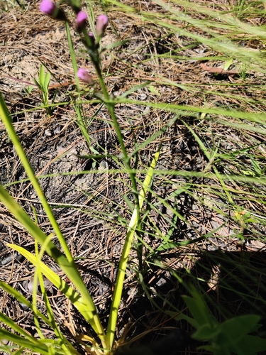 Image of Liatris secunda by no rights reserved