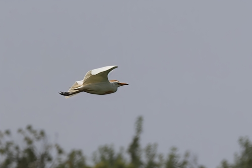 iNaturalist: (c) Valentin Kempf, some rights reserved (CC BY-NC), uploaded by Valentin Kempf iNaturalist image
