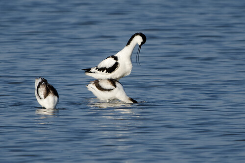 iNaturalist: (c) thegreatdodo, some rights reserved (CC BY-NC), uploaded by thegreatdodo iNaturalist image