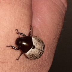 Callistethus cupricollis