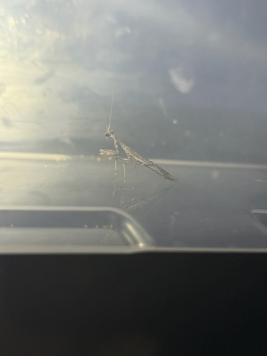 American Ground Mantises
