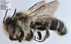 Megachile gemula