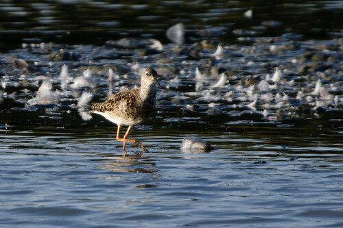 iNaturalist: (c) thegreatdodo, some rights reserved (CC BY-NC), uploaded by thegreatdodo iNaturalist image