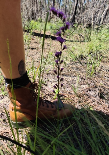 Image of Liatris secunda by no rights reserved
