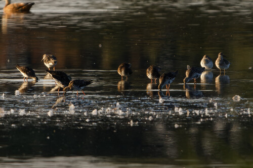 iNaturalist image
