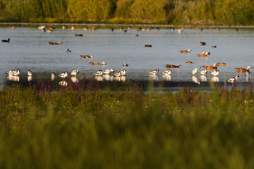 iNaturalist image