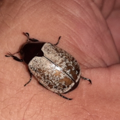 Callistethus cupricollis