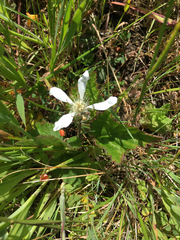 Rubus ursinus macropetalus