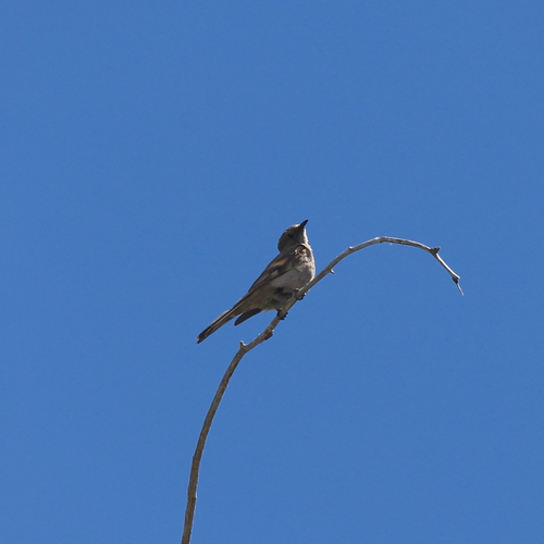 Townsend's Solitaire
