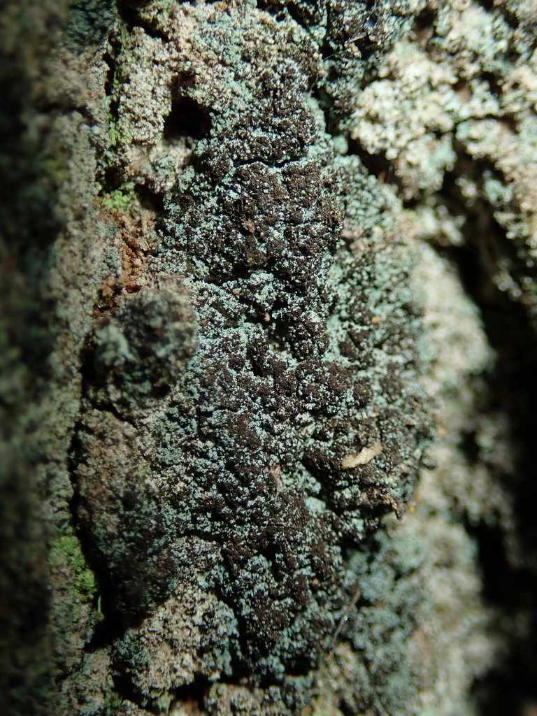 Reichlingia leopoldii