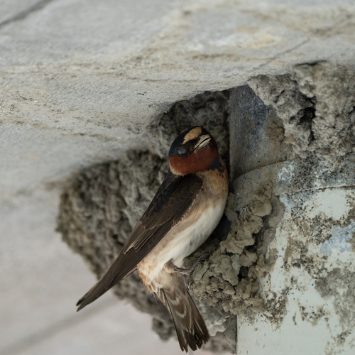 Cliff Swallow