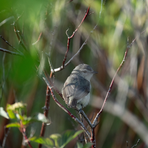 Eastern Warbling Vireo