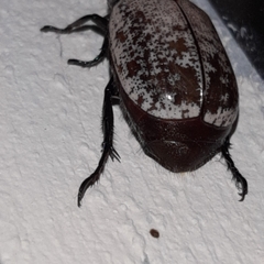 Callistethus cupricollis