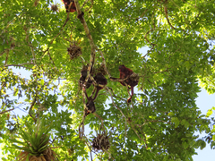 Alouatta macconnelli