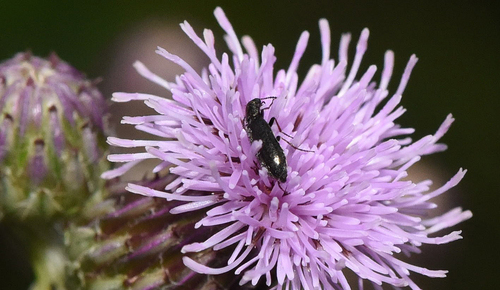 Dasytes plumbeus