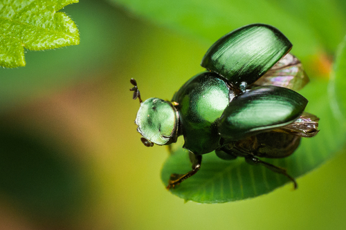 Canthon viridis