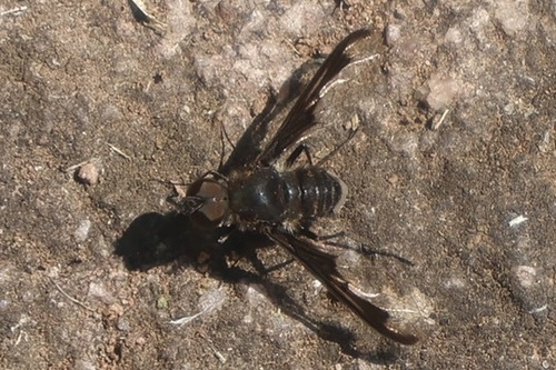 Anthrax argyropygus