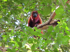Alouatta macconnelli
