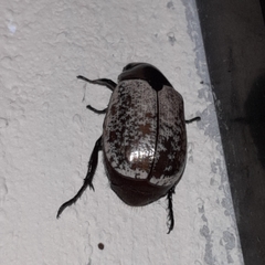 Callistethus cupricollis