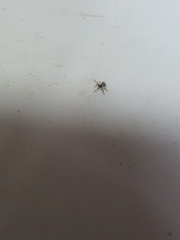 Araneae