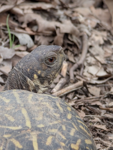 Ornate Box Turtle