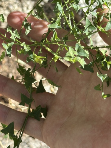 Snapdragon Vine
